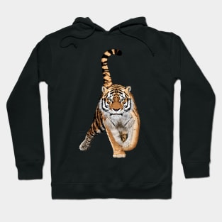 Sketch of walks bengal tiger.Animal print.Wildlife. Hoodie